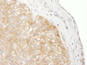 Rabbit anti-RPS9 Antibody, Affinity Purified