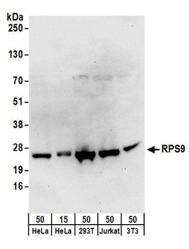 Rabbit anti-RPS9 Antibody, Affinity Purified