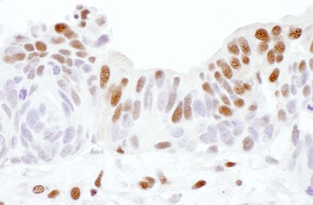 Goat anti-Sp1 Antibody, Affinity Purified