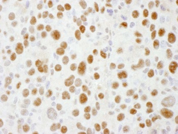 Goat anti-Sp1 Antibody, Affinity Purified