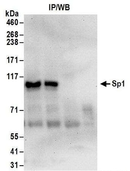Goat anti-Sp1 Antibody, Affinity Purified