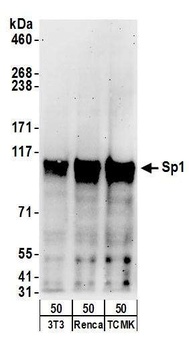 Goat anti-Sp1 Antibody, Affinity Purified