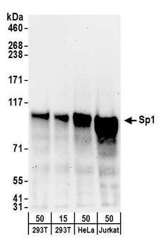 Goat anti-Sp1 Antibody, Affinity Purified