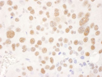 Goat anti-USP7 Antibody, Affinity Purified