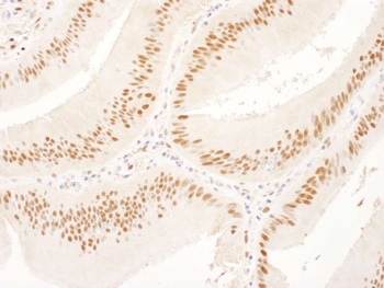 Goat anti-USP7 Antibody, Affinity Purified
