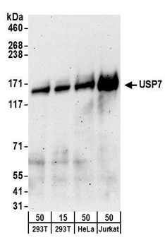 Goat anti-USP7 Antibody, Affinity Purified