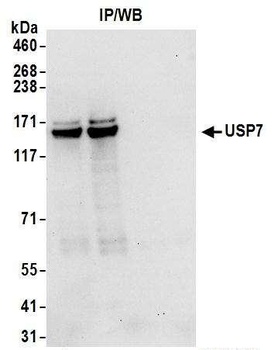 Goat anti-USP7 Antibody, Affinity Purified
