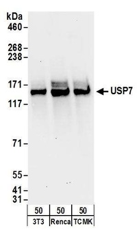 Goat anti-USP7 Antibody, Affinity Purified