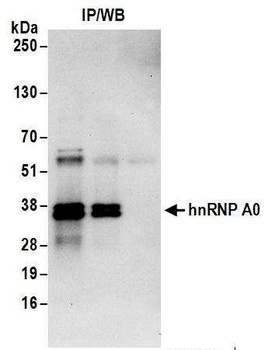 Rabbit anti-hnRNP A0 Antibody, Affinity Purified