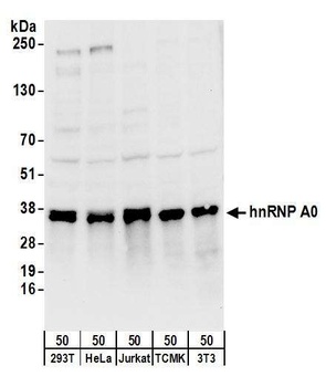 Rabbit anti-hnRNP A0 Antibody, Affinity Purified