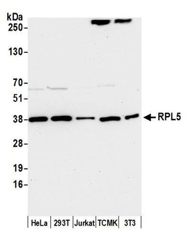 Rabbit anti-RPL5 Antibody, Affinity Purified
