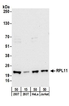 Rabbit anti-RPL11 Antibody, Affinity Purified