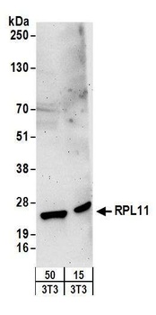 Rabbit anti-RPL11 Antibody, Affinity Purified