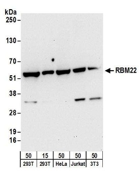 Rabbit anti-RBM22 Antibody, Affinity Purified