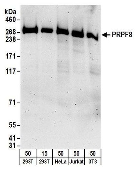 Rabbit anti-PRPF8 Antibody, Affinity Purified