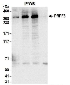 Rabbit anti-PRPF8 Antibody, Affinity Purified