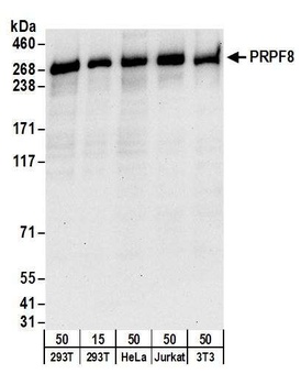 Rabbit anti-PRPF8 Antibody, Affinity Purified