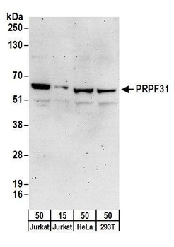 Rabbit anti-PRPF31 Antibody, Affinity Purified