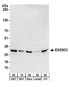 Rabbit anti-EXOSC3 Antibody, Affinity Purified