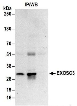 Rabbit anti-EXOSC3 Antibody, Affinity Purified