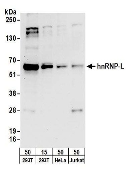 Rabbit anti-hnRNP-L Antibody, Affinity Purified