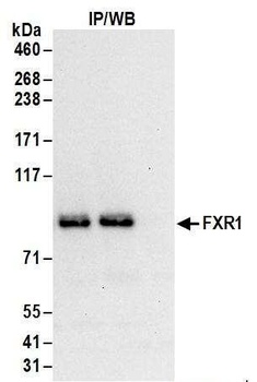 Rabbit anti-FXR1 Antibody, Affinity Purified