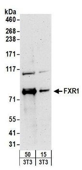 Rabbit anti-FXR1 Antibody, Affinity Purified