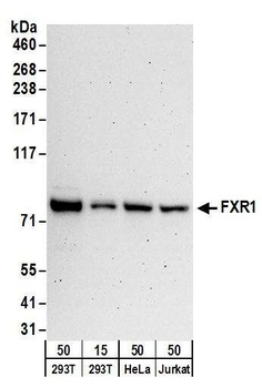 Rabbit anti-FXR1 Antibody, Affinity Purified