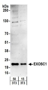 Rabbit anti-EXOSC1 Antibody, Affinity Purified