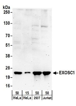 Rabbit anti-EXOSC1 Antibody, Affinity Purified