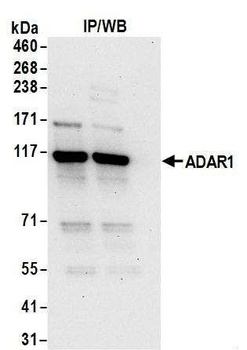 Rabbit anti-ADAR1 Antibody, Affinity Purified