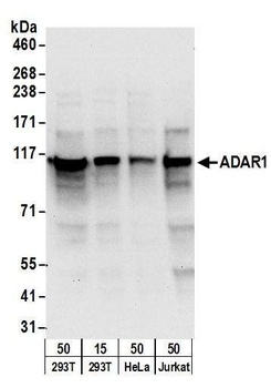 Rabbit anti-ADAR1 Antibody, Affinity Purified