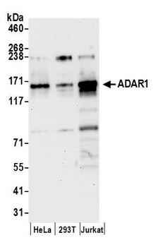 Rabbit anti-ADAR1 Antibody, Affinity Purified