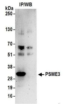 Rabbit anti-PSME3 Antibody, Affinity Purified