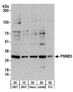 Rabbit anti-PSME3 Antibody, Affinity Purified