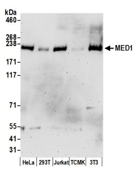 Goat anti-MED1 Antibody, Affinity Purified