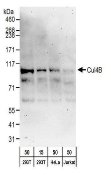 Rabbit anti-Cul4B Antibody, Affinity Purified