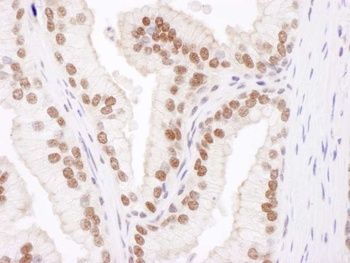 Rabbit anti-Cul4B Antibody, Affinity Purified