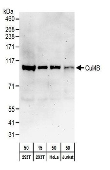 Rabbit anti-Cul4B Antibody, Affinity Purified