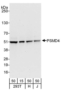 Rabbit anti-PSMD4 Antibody, Affinity Purified