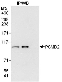Rabbit anti-PSMD2 Antibody, Affinity Purified