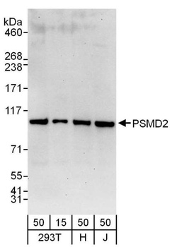 Rabbit anti-PSMD2 Antibody, Affinity Purified
