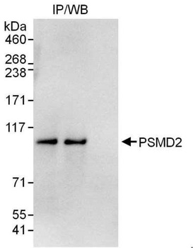 Rabbit anti-PSMD2 Antibody, Affinity Purified