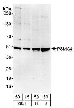Rabbit anti-PSMC4 Antibody, Affinity Purified
