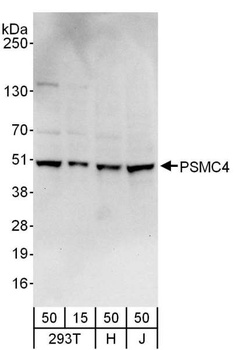 Rabbit anti-PSMC4 Antibody, Affinity Purified