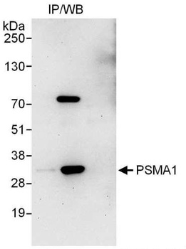 Rabbit anti-PSMA1 Antibody, Affinity Purified