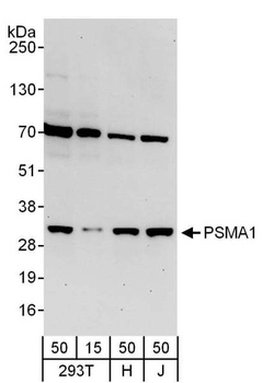 Rabbit anti-PSMA1 Antibody, Affinity Purified