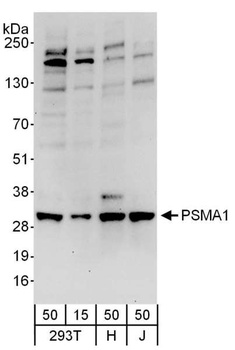 Rabbit anti-PSMA1 Antibody, Affinity Purified