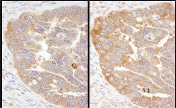 Rabbit anti-RPS3 Antibody, Affinity Purified