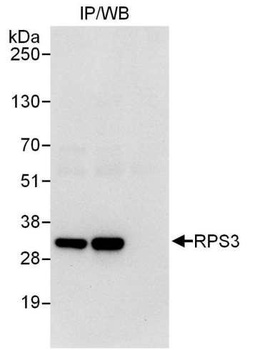 Rabbit anti-RPS3 Antibody, Affinity Purified